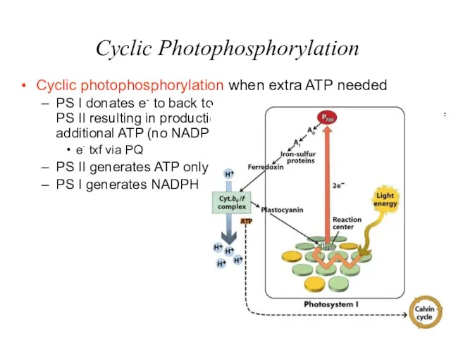 Cyclic Photophosphorylation Cyclic photophosphorylation when extra ATP needed PS I donates e-