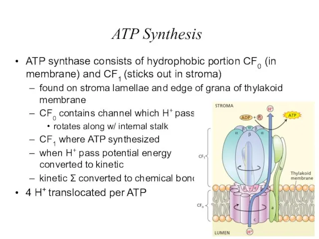 ATP Synthesis ATP synthase consists of hydrophobic portion CF0 (in membrane) and