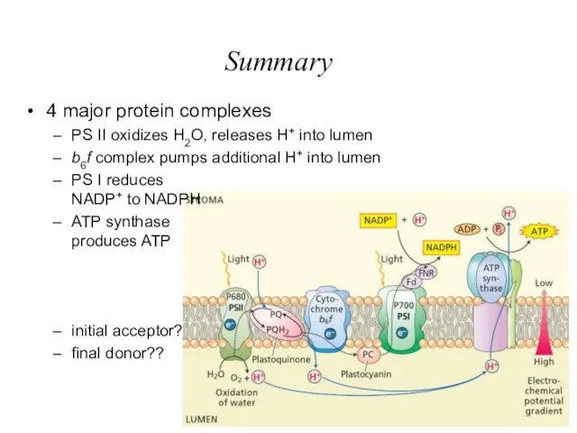 Summary 4 major protein complexes PS II oxidizes H2O, releases H+ into