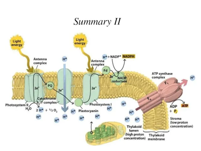 Summary II