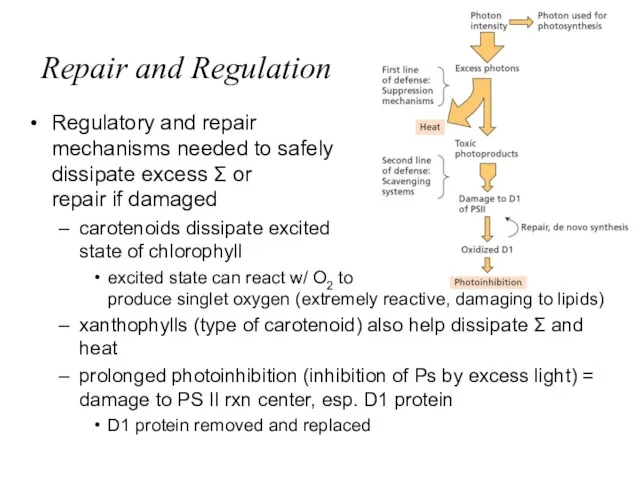 Repair and Regulation Regulatory and repair mechanisms needed to safely dissipate excess