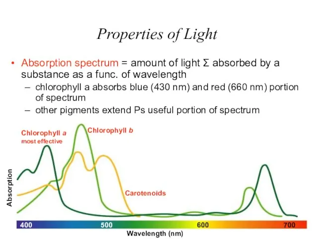 Absorption Chlorophyll a most effective 400 600 500 700 Chlorophyll b Carotenoids