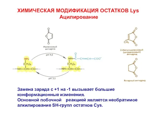 ХИМИЧЕСКАЯ МОДИФИКАЦИЯ ОСТАТКОВ Lys Ацилирование Замена заряда с +1 на -1 вызывает