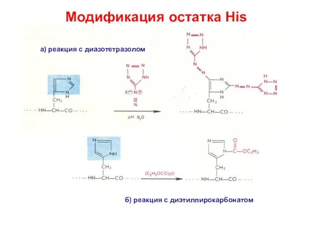 Модификация остатка His а) реакция с диазотетразолом б) реакция с диэтилпирокарбонатом
