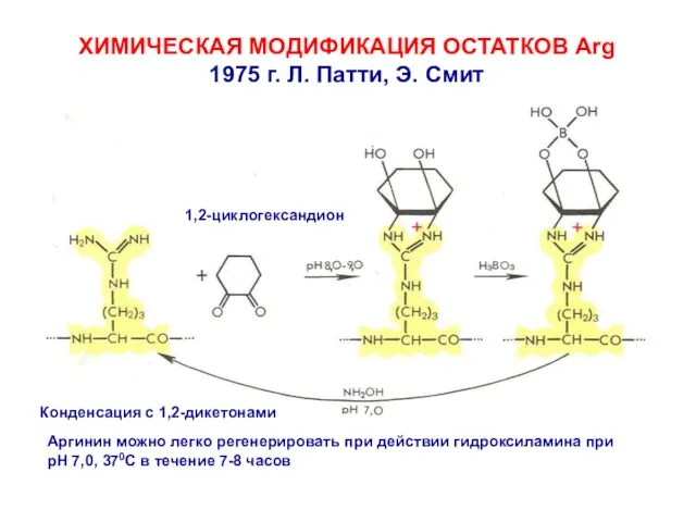 ХИМИЧЕСКАЯ МОДИФИКАЦИЯ ОСТАТКОВ Arg 1975 г. Л. Патти, Э. Смит Конденсация с