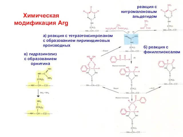 Химическая модификация Arg реакция с нитромалоновым альдегидом а) реакция с тетраэтоксипропаном с