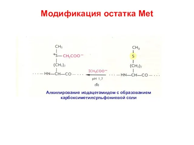 Модификация остатка Met Алкилирование иодацетамидом с образованием карбоксиметилсульфониевой соли