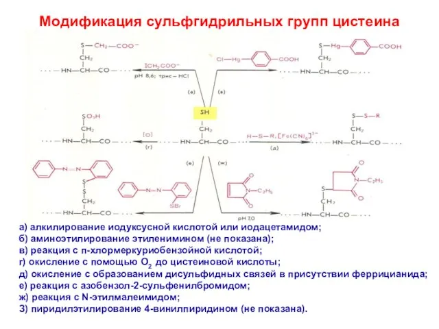 Модификация сульфгидрильных групп цистеина а) алкилирование иодуксусной кислотой или иодацетамидом; б) аминоэтилирование