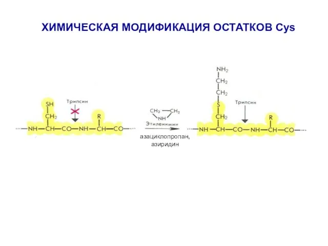 ХИМИЧЕСКАЯ МОДИФИКАЦИЯ ОСТАТКОВ Cys азациклопропан, азиридин