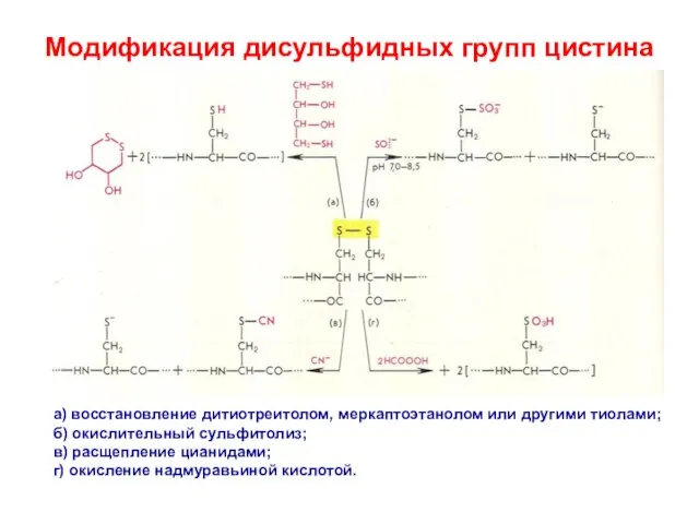 Модификация дисульфидных групп цистина а) восстановление дитиотреитолом, меркаптоэтанолом или другими тиолами; б)
