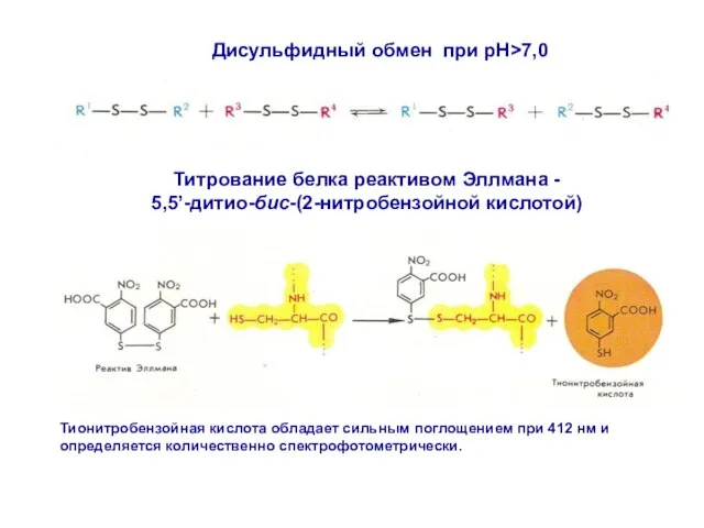 Титрование белка реактивом Эллмана - 5,5’-дитио-бис-(2-нитробензойной кислотой) Дисульфидный обмен при pH>7,0 Тионитробензойная