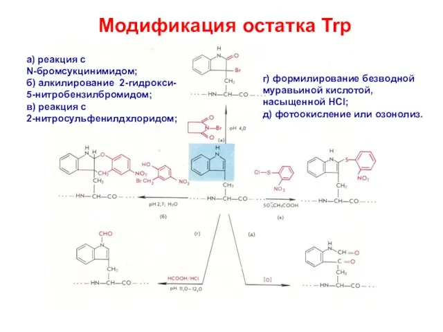 Модификация остатка Trp а) реакция с N-бромсукцинимидом; б) алкилирование 2-гидрокси- 5-нитробензилбромидом; в)