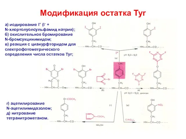 Модификация остатка Tyr а) иодирование I+ (I- + N-хлортолуолсульфамид натрия); б) окислительное