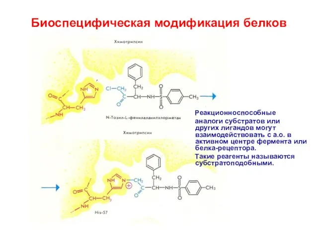 Биоспецифическая модификация белков Реакционноспособные аналоги субстратов или других лигандов могут взаимодействовать с