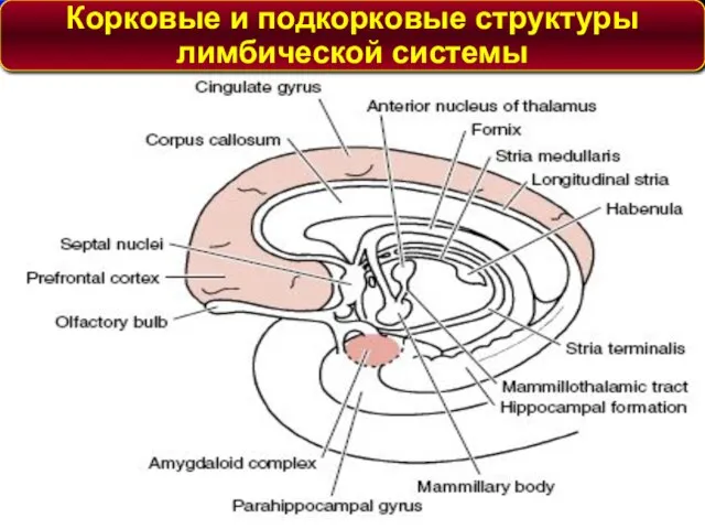 Корковые и подкорковые структуры лимбической системы