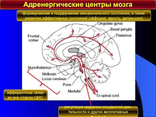 Адренергические центры мозга регуляция сердечно-сосудистой дея- тельности и других вегетативных функций эфферентные