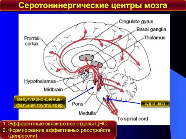 Серотонинергические центры мозга ядра шва медуллярно-диенце- фальная группа ядер 1. Эфферентные связи