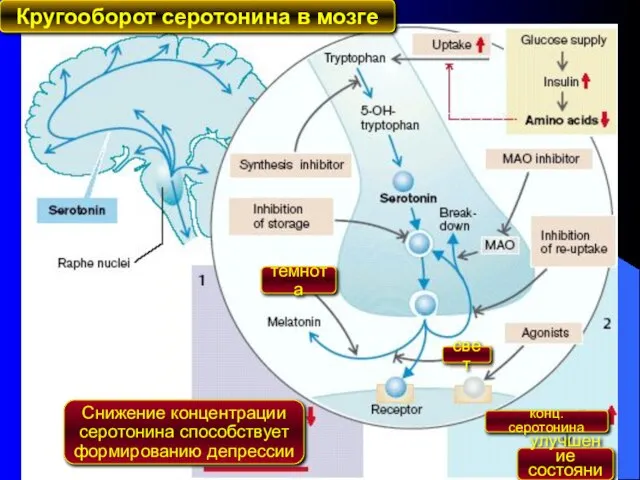 Снижение концентрации серотонина способствует формированию депрессии темнота свет улучшение состояния конц. серотонина Кругооборот серотонина в мозге