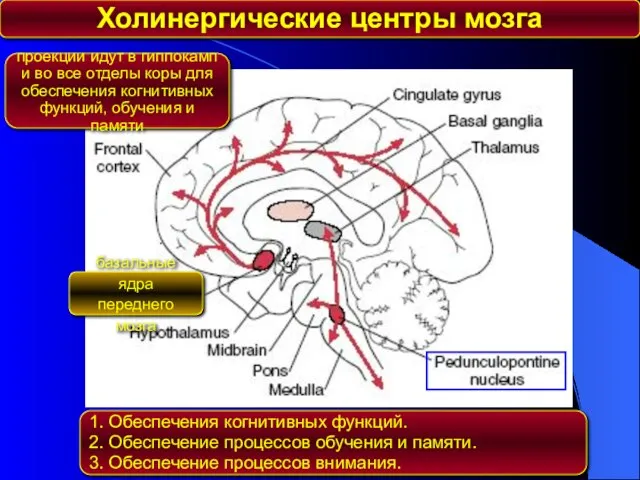 Холинергические центры мозга базальные ядра переднего мозга проекции идут в гиппокамп и