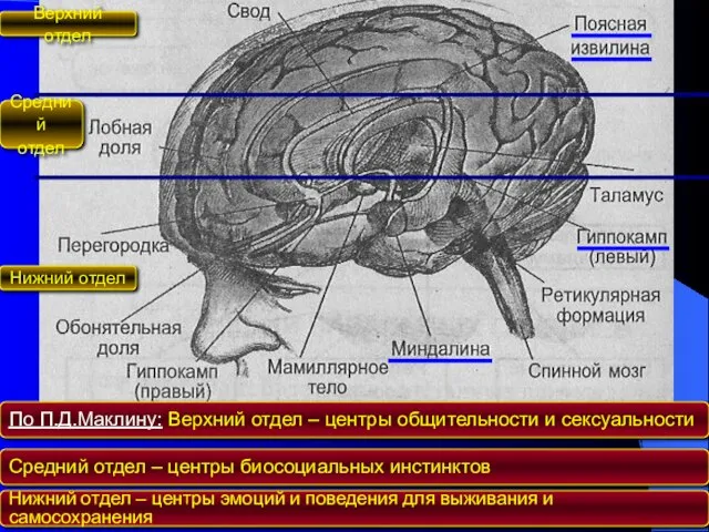 Верхний отдел Средний отдел Нижний отдел По П.Д.Маклину: Верхний отдел – центры