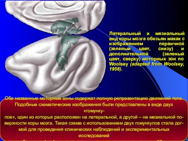 Латеральный и мезиальный вид коры мозга обезьян макак с изображением первичной (зеленый