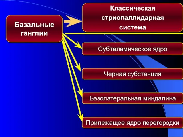 Базальные ганглии Классическая стриопаллидарная система Черная субстанция Субталамическое ядро Базолатеральная миндалина Прилежащее ядро перегородки