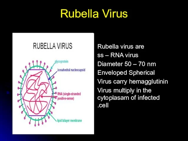 Rubella Virus Rubella virus are ss – RNA virus Diameter 50 –