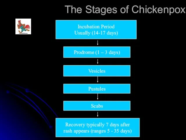 The Stages of Chickenpox Incubation Period Usually (14-17 days) Prodrome (1 –