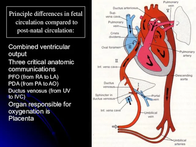 Principle differences in fetal circulation compared to post-natal circulation: Combined ventricular output