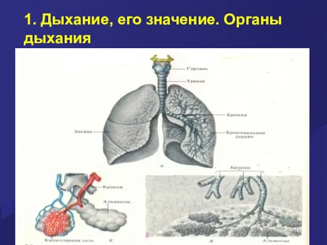 1. Дыхание, его значение. Органы дыхания