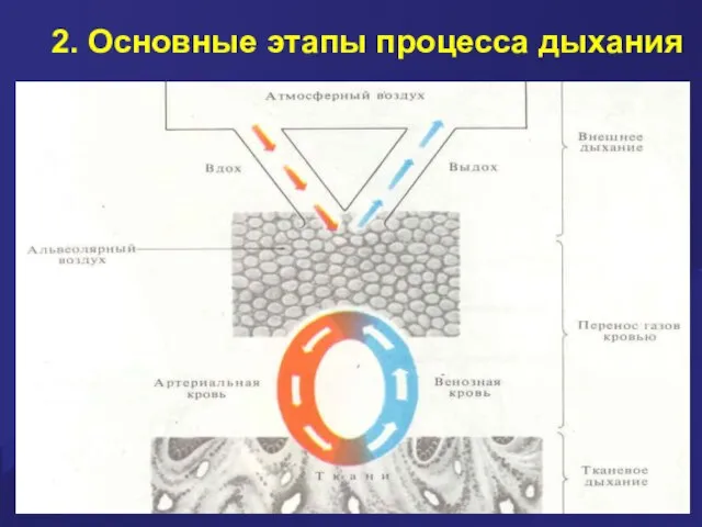 2. Основные этапы процесса дыхания