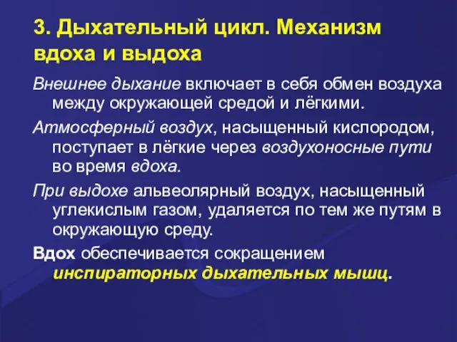 3. Дыхательный цикл. Механизм вдоха и выдоха Внешнее дыхание включает в себя