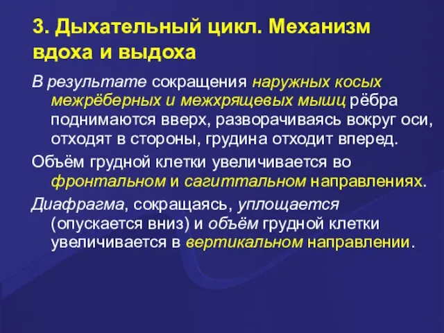 3. Дыхательный цикл. Механизм вдоха и выдоха В результате сокращения наружных косых