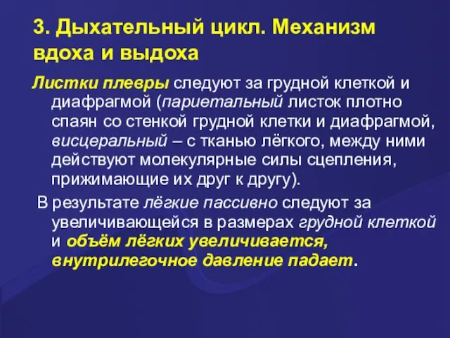 3. Дыхательный цикл. Механизм вдоха и выдоха Листки плевры следуют за грудной