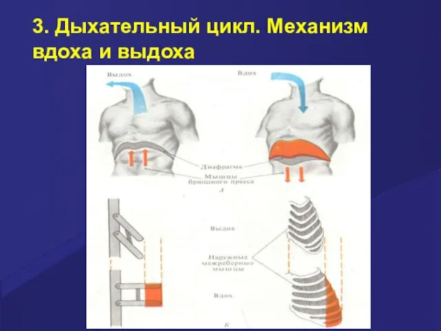 3. Дыхательный цикл. Механизм вдоха и выдоха