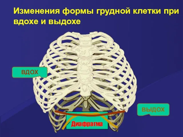 Диафрагма ВДОХ ВЫДОХ Изменения формы грудной клетки при вдохе и выдохе