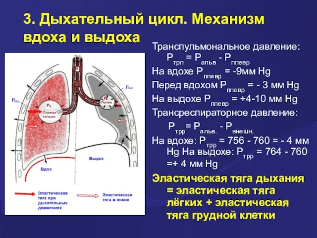 Транспульмональное давление: Ртрп = Ральв - Рплевр На вдохе Рплевр = -9мм