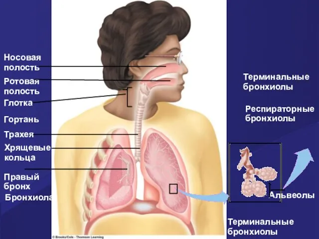 Носовая полость Ротовая полость Глотка Гортань Трахея Хрящевые кольца Правый бронх Бронхиола