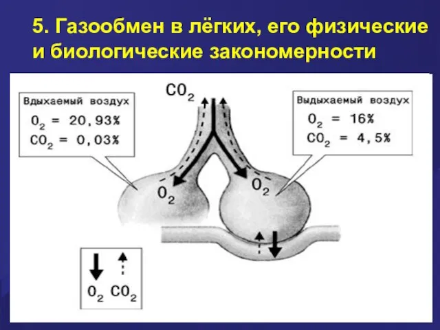 5. Газообмен в лёгких, его физические и биологические закономерности