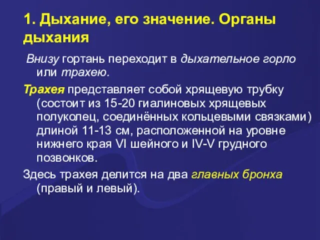 1. Дыхание, его значение. Органы дыхания Внизу гортань переходит в дыхательное горло