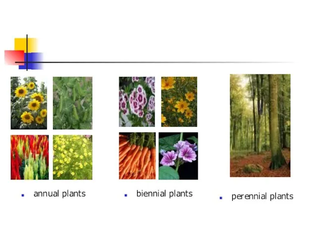 annual plants biennial perennial biennial plants biennial perennial perennial plants biennial perennial