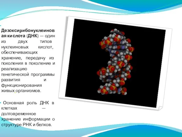 Дезоксирибонуклеиновая кислота (ДНК) — один из двух типов нуклеиновых кислот, обеспечивающих хранение,