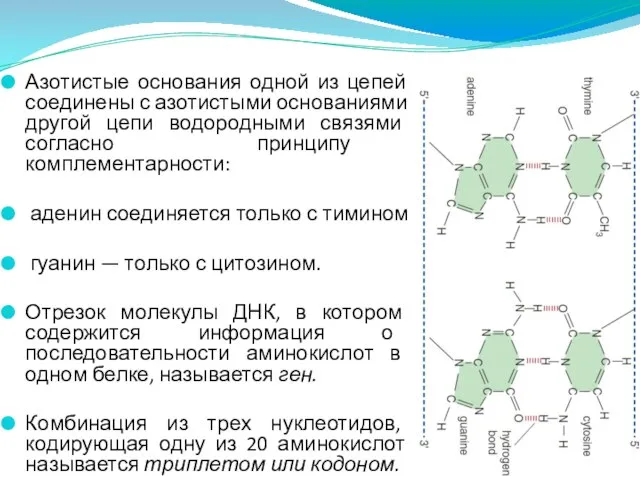 Азотистые основания одной из цепей соединены с азотистыми основаниями другой цепи водородными