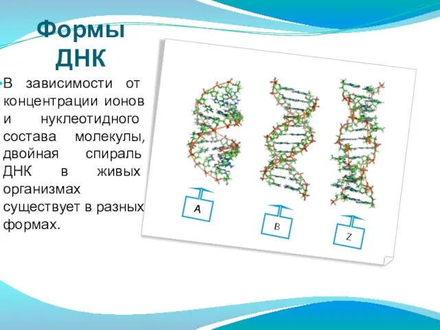 Формы ДНК В зависимости от концентрации ионов и нуклеотидного состава молекулы, двойная