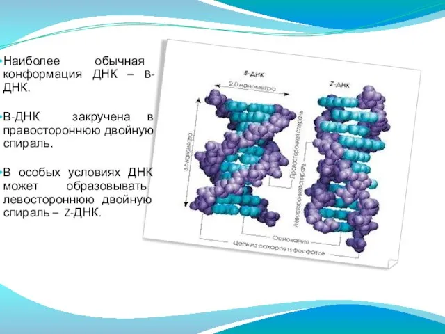 Наиболее обычная конформация ДНК – B-ДНК. В-ДНК закручена в правостороннюю двойную спираль.