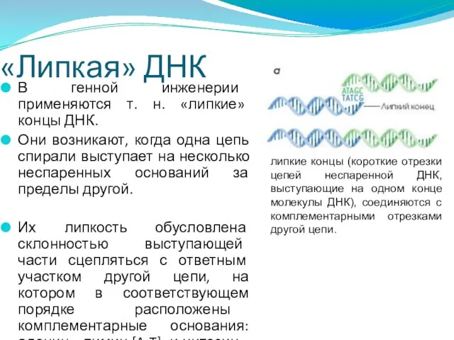 «Липкая» ДНК В генной инженерии применяются т. н. «липкие» концы ДНК. Они