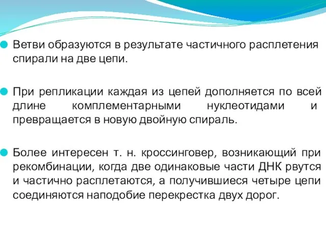 Ветви образуются в результате частичного расплетения спирали на две цепи. При репликации