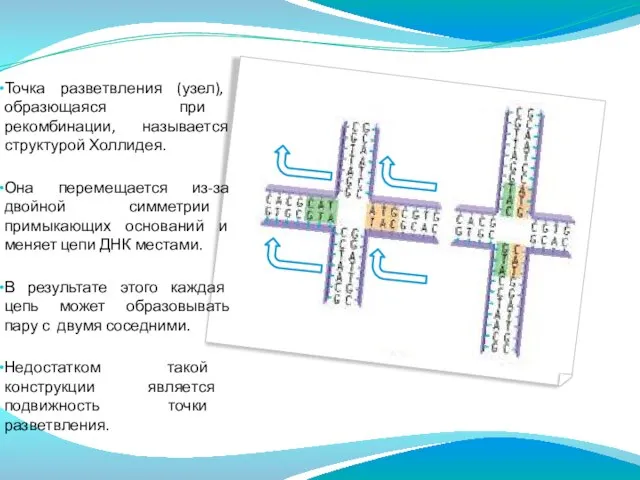 Точка разветвления (узел), образющаяся при рекомбинации, называется структурой Холлидея. Она перемещается из-за