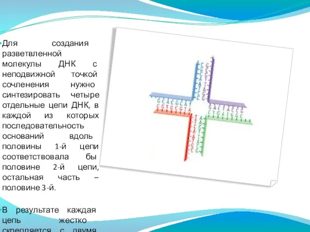 Для создания разветвленной молекулы ДНК с неподвижной точкой сочленения нужно синтезировать четыре