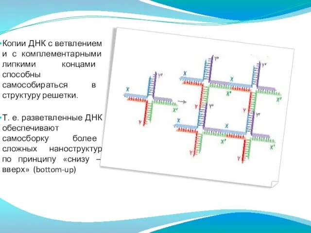 Копии ДНК с ветвлением и с комплементарными липкими концами способны самособираться в